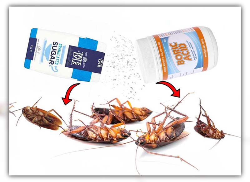 boric acid cockroach 