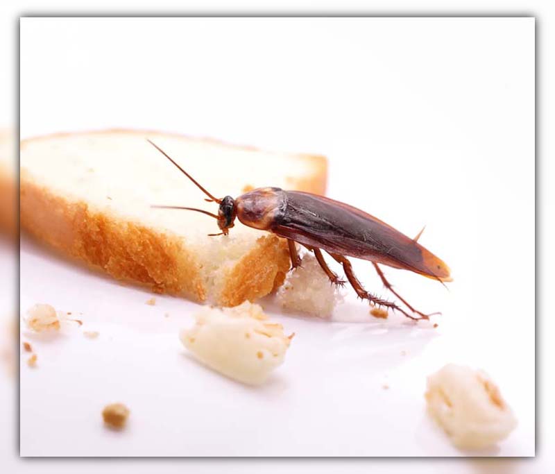 cockroach antenna 