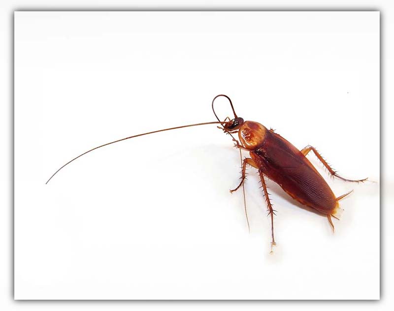 cockroach antenna