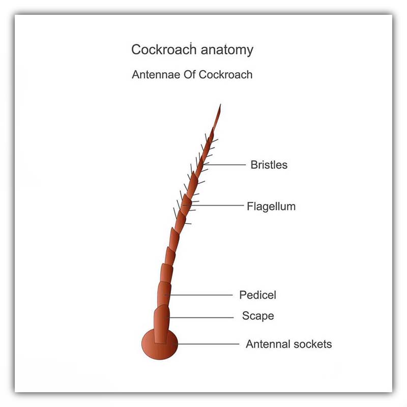cockroach antenna
