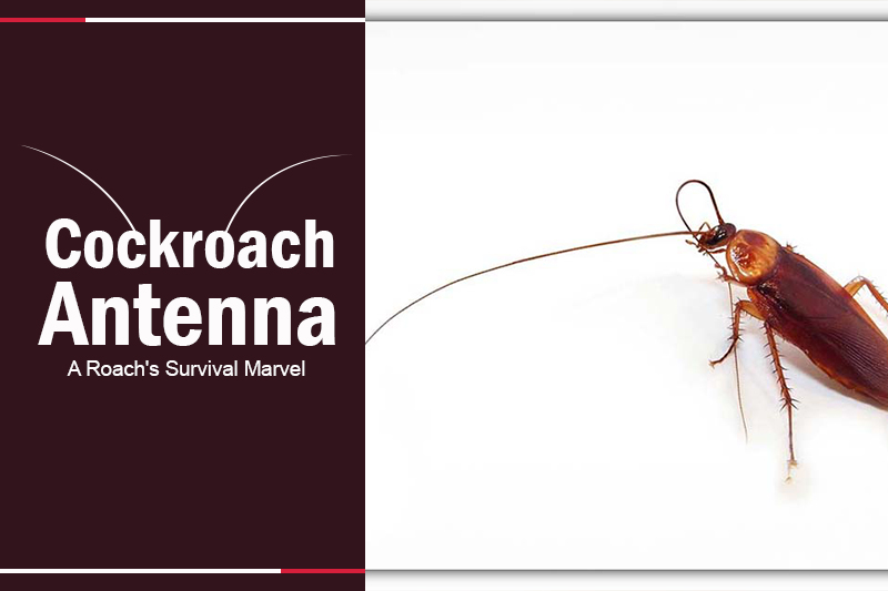 cockroach antenna