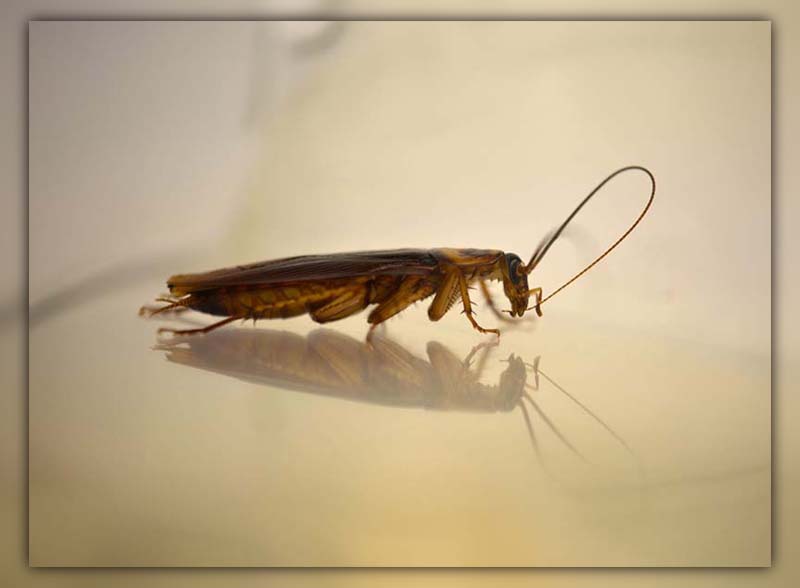 cockroach antenna