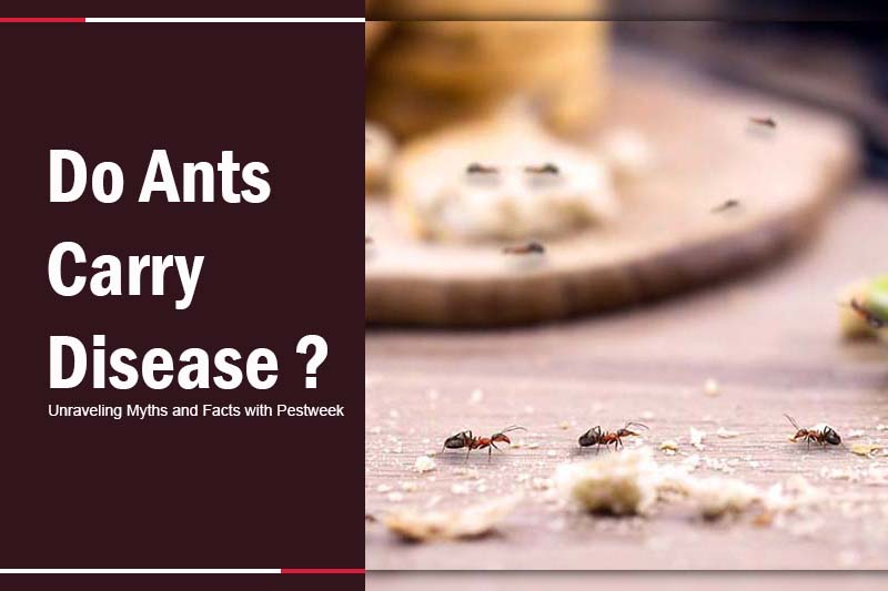 Do Ants Carry Disease