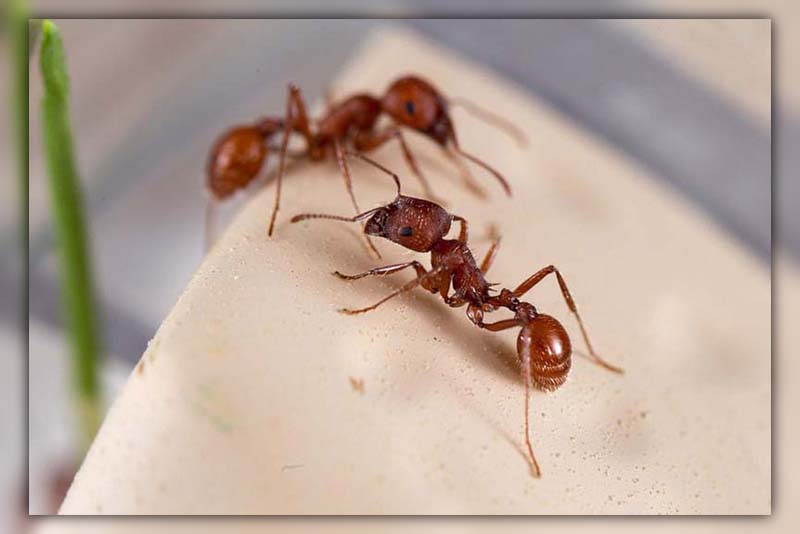 Do Ants Carry Disease