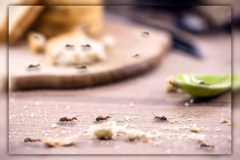 Do Ants Carry Disease