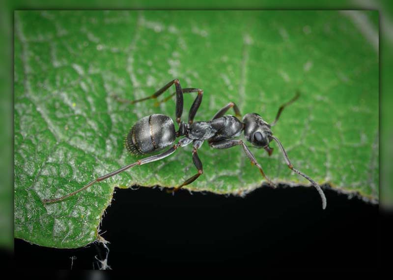 Do Ants Carry Disease