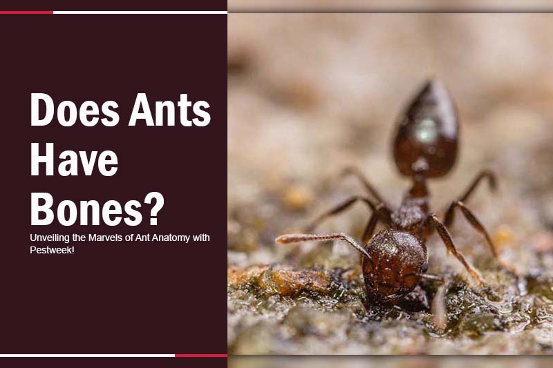 Do Ants Have Bones