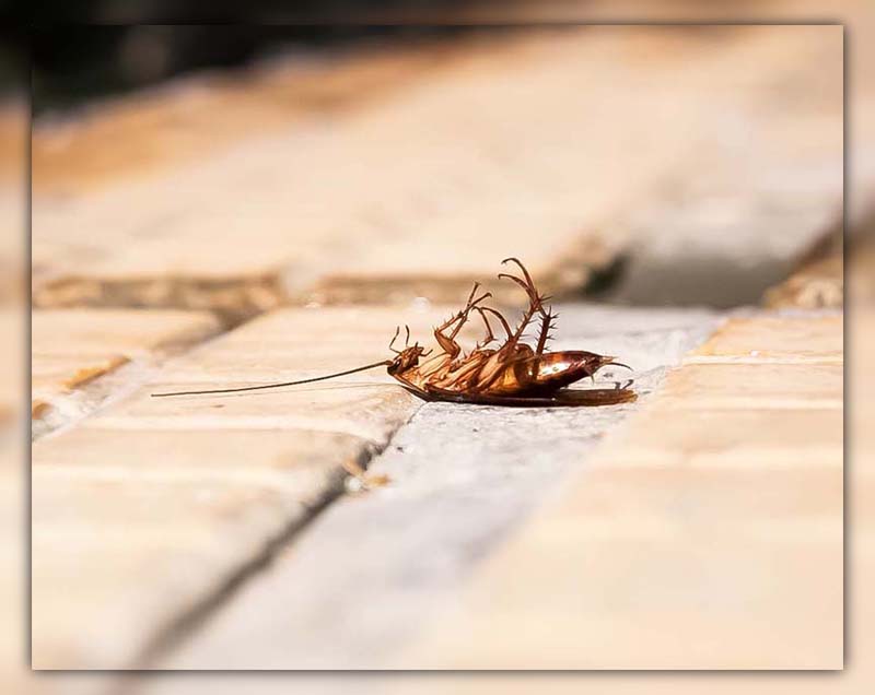 if a cockroach is on its back is it dead 