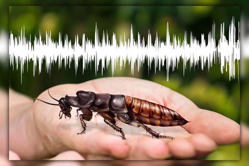 what does a cockroach sound like