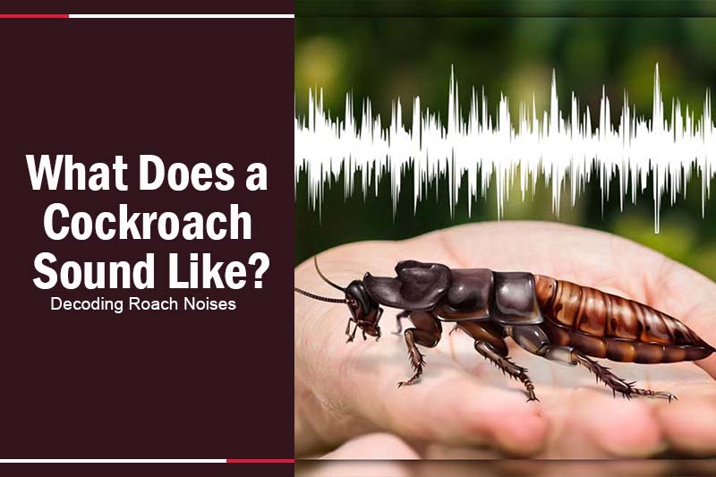 what does a cockroach sound like 