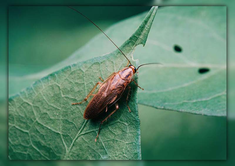 what does a cockroach sound like 