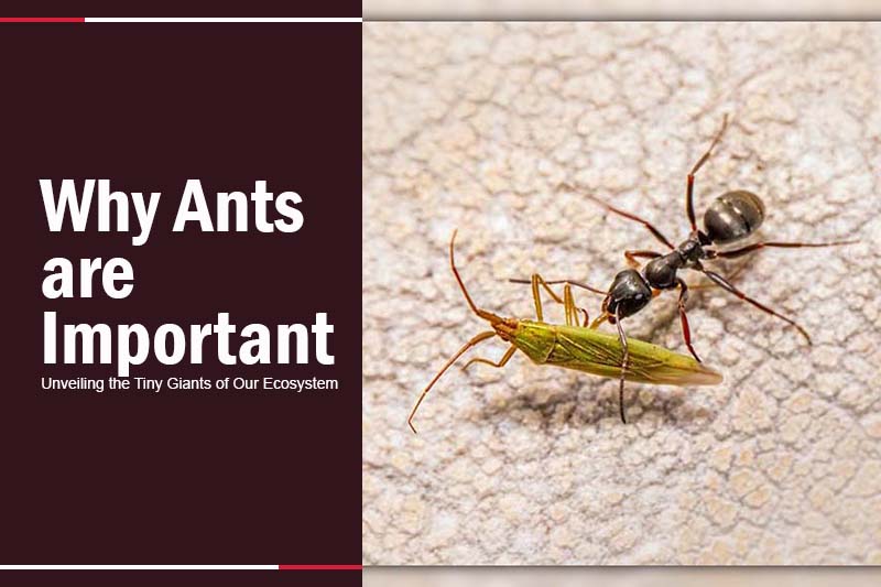 Why Ants Are Important
