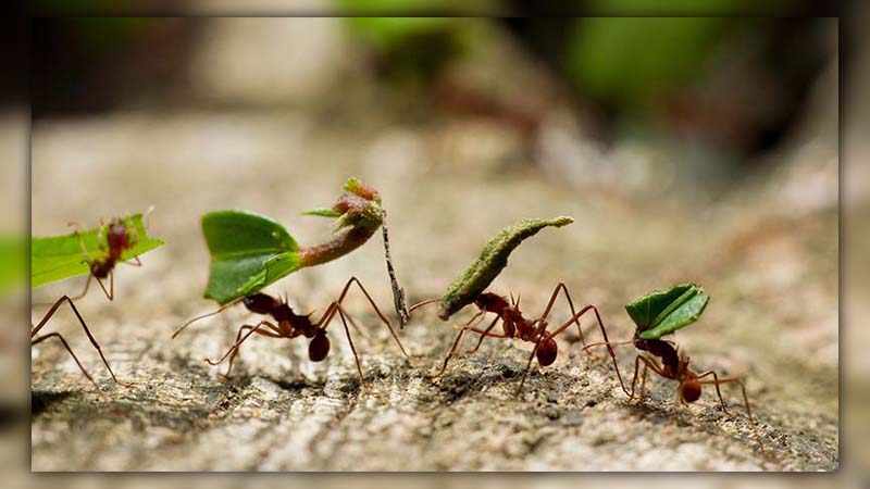 Why Ants Are Important