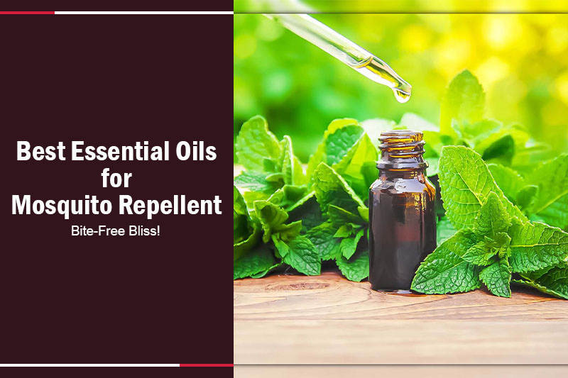 Best Essential Oils for Mosquito Repellent 