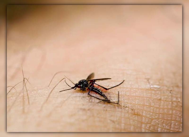 Can You Get HIV from a Mosquito Bite 