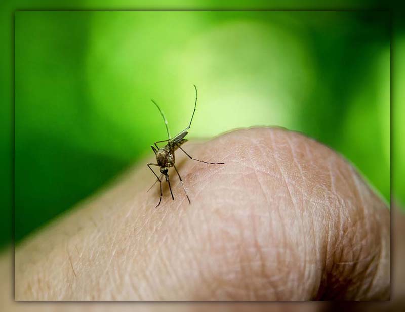 Can You Get HIV from a Mosquito Bite