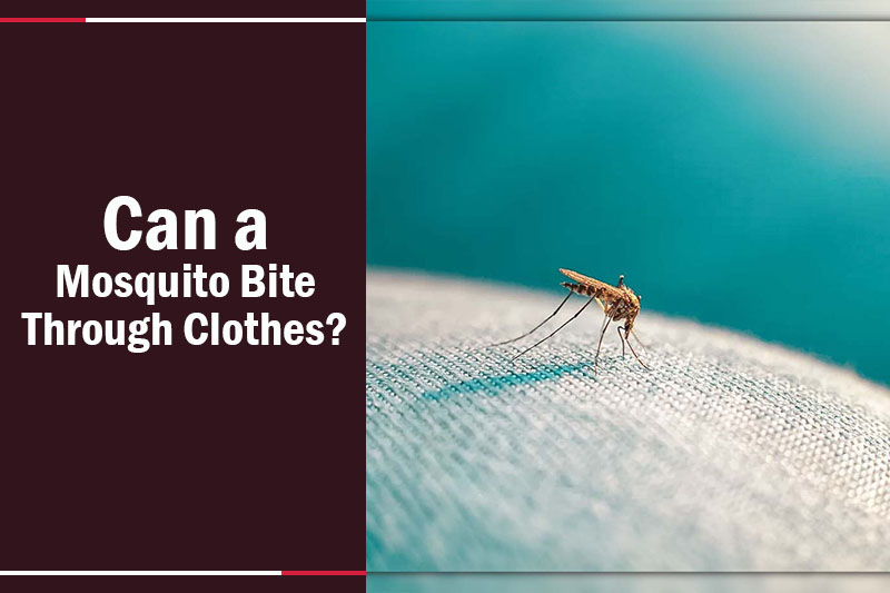 Can a Mosquito Bite through Clothes 