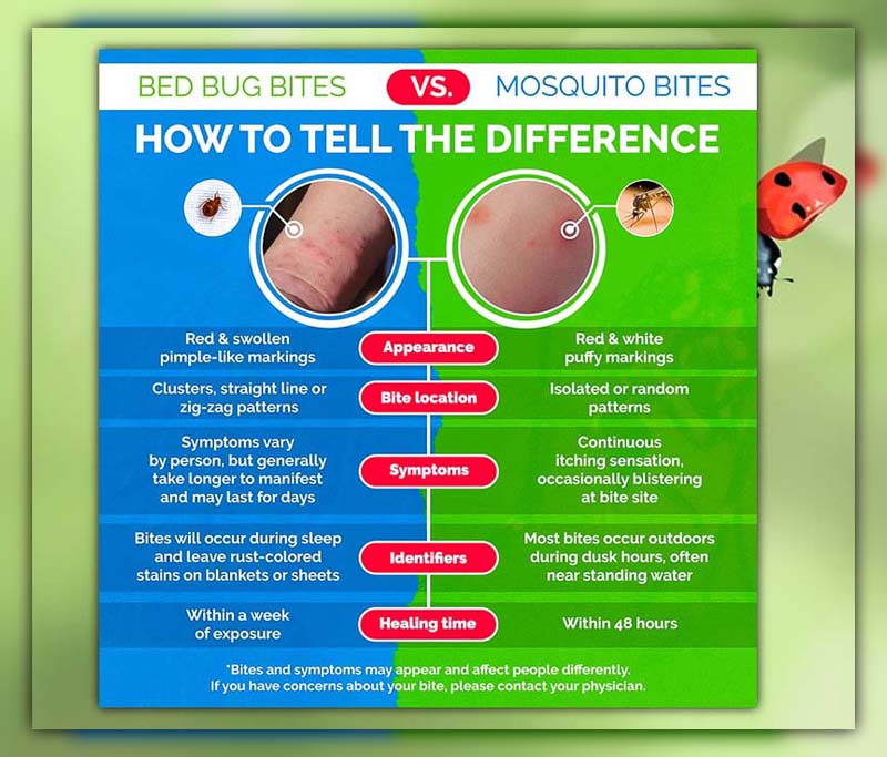 Difference Between Mosquito Bite and Bed Bug Bite