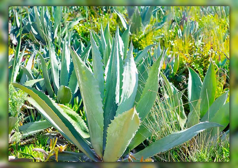 Does Aloe Vera Help Mosquito Bites