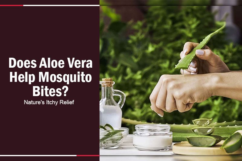 Does Aloe Vera Help Mosquito Bites 
