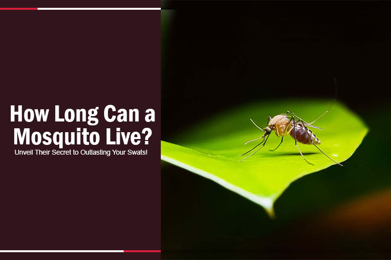 How Long Can a Mosquito Live