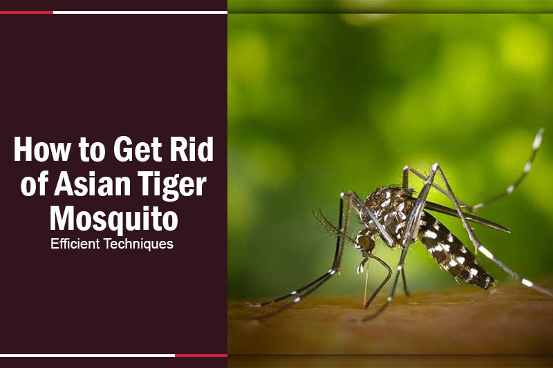 How to Get Rid of Asian Tiger Mosquito 