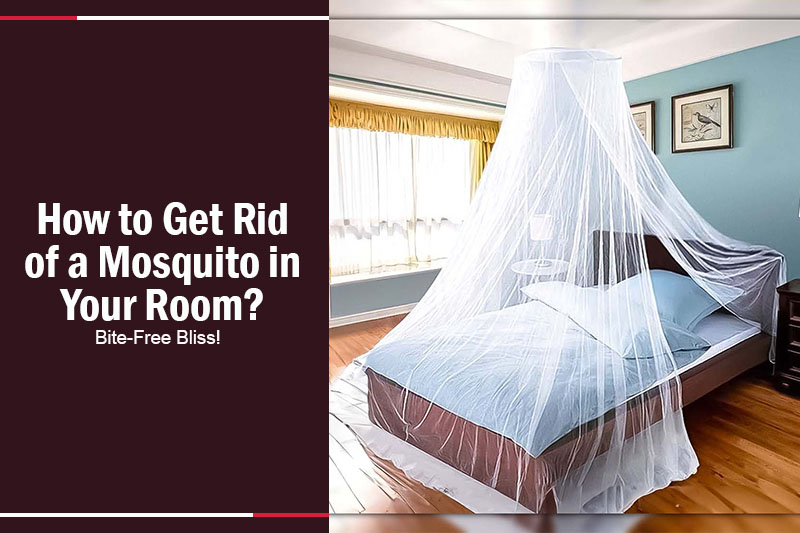 How to Get Rid of a Mosquito in Your Room 
