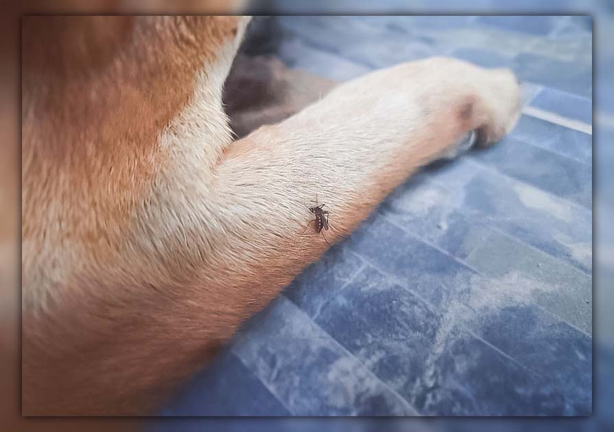 How to Treat Mosquito Bites on Dogs 