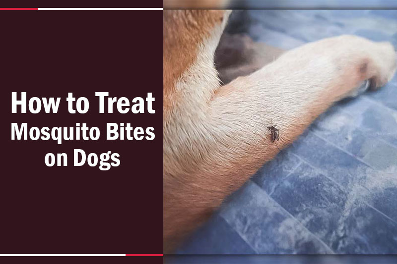 How to Treat Mosquito Bites on Dogs