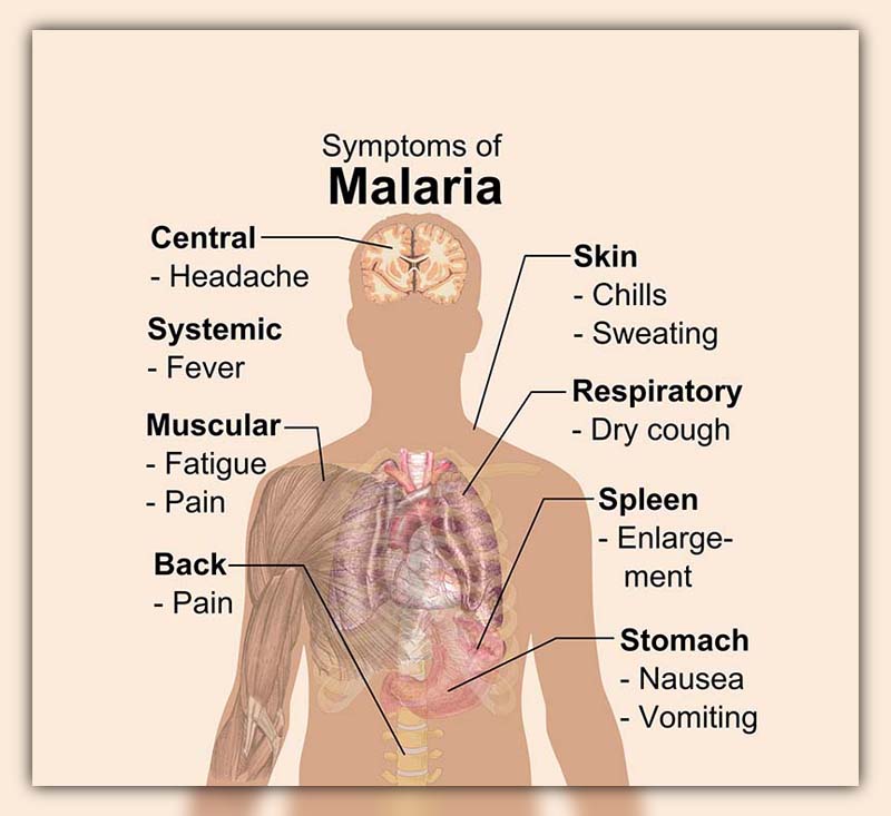 Malaria is caused by which mosquito 