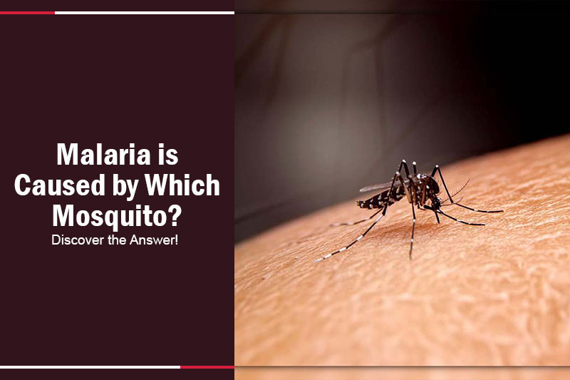 Malaria is caused by which mosquito 