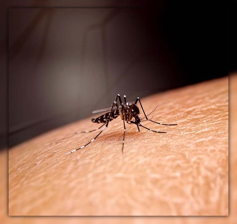 Malaria is caused by which mosquito