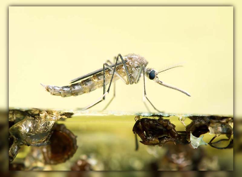 What Do Mosquito Larvae Look Like 