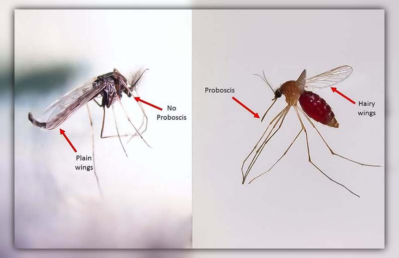 What Does a Male Mosquito Look Like 