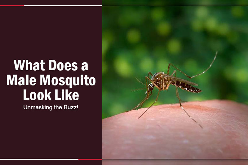 What Does a Male Mosquito Look Like