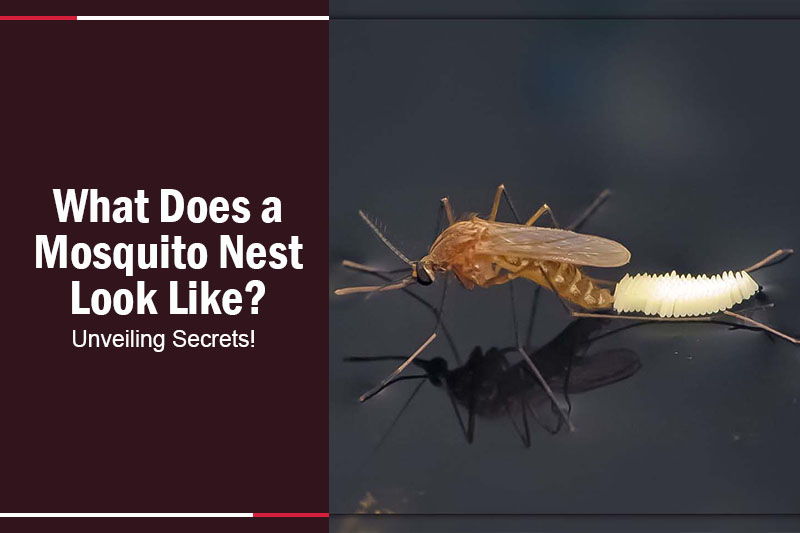 What Does a Mosquito Nest Look Like 
