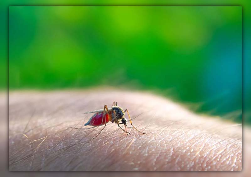 Why Do Some People Get More Mosquito Bites 