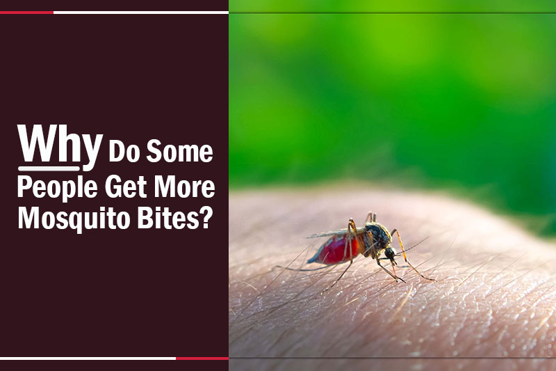 Why Do Some People Get More Mosquito Bites