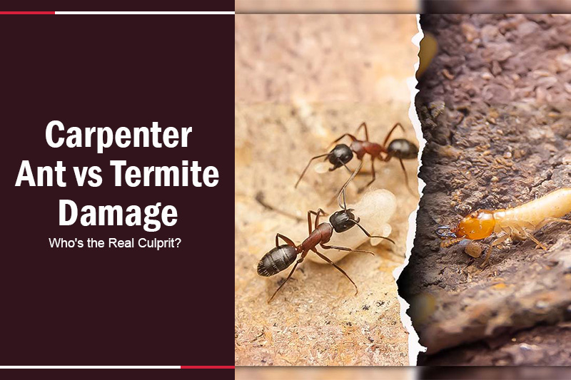 Carpenter Ant vs Termite Damage 