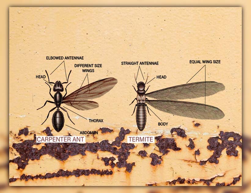 Carpenter Ant vs Termite Damage