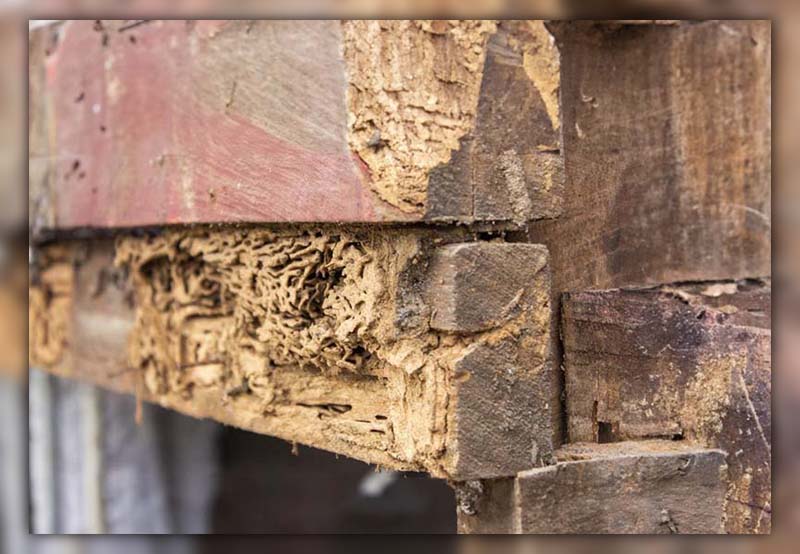 Does Termite Damaged Wood Need to Be Removed