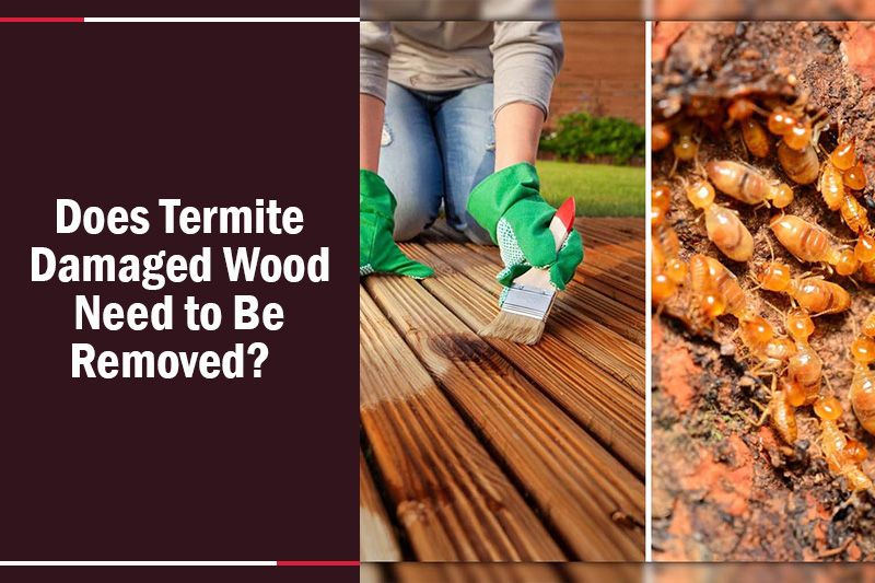 Does Termite Damaged Wood Need to Be Removed