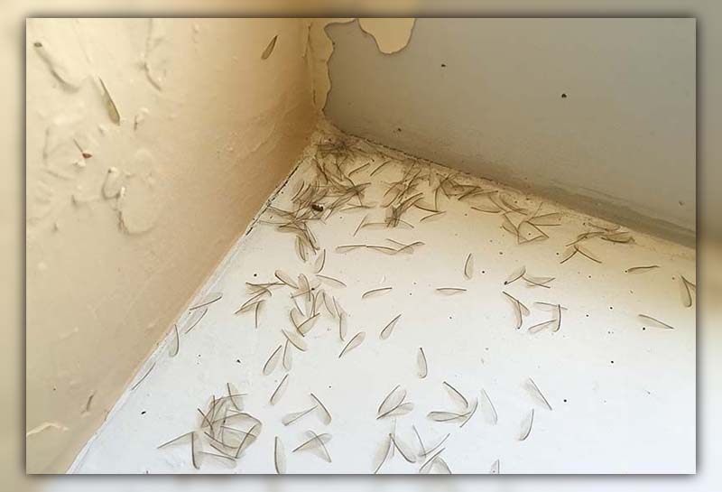 How to Spot Termite Damage 