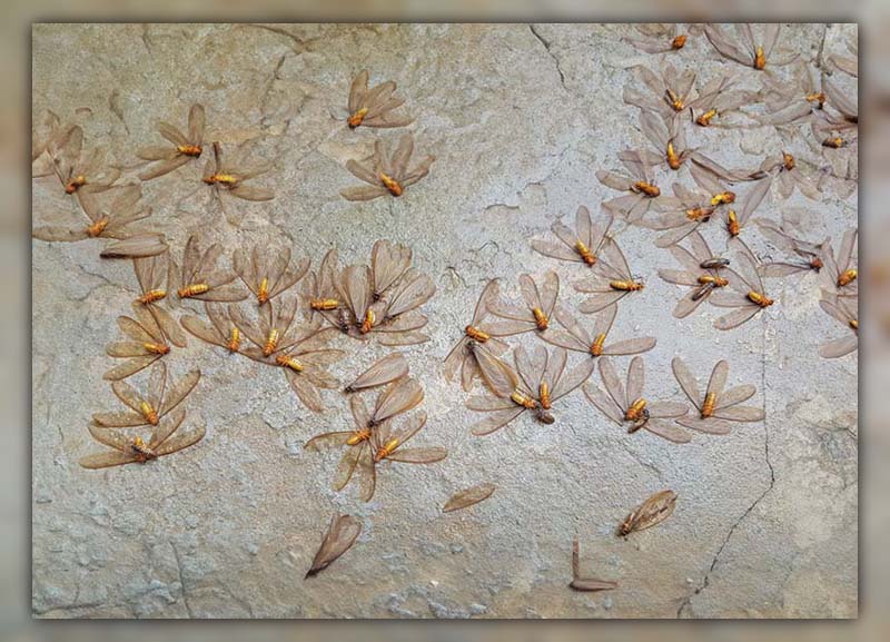 How to Spot Termite Damage
