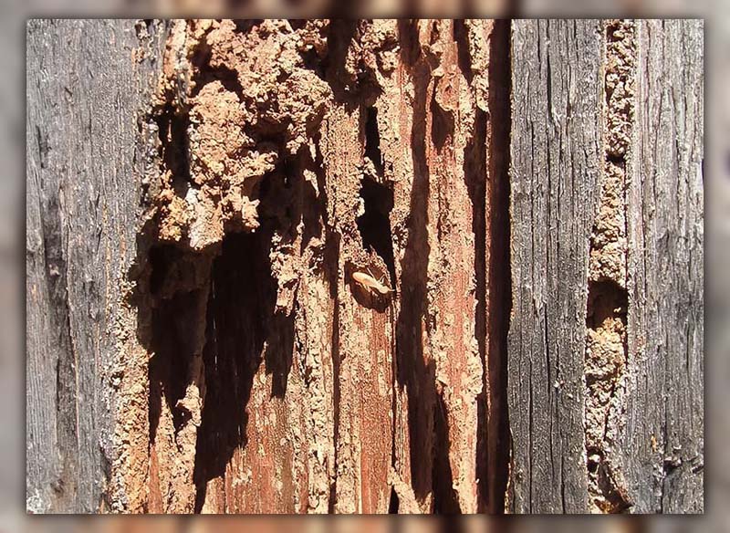 How to Tell Old Termite Damage from New 
