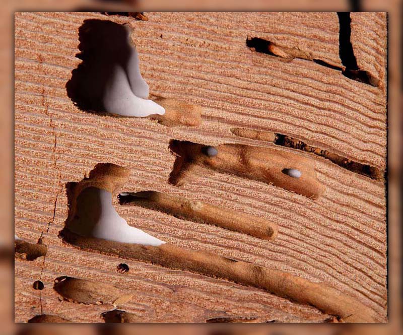 How to Tell Old Termite Damage from New