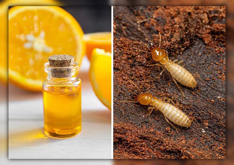 Pros and Cons of Orange Oil Termite Treatment 