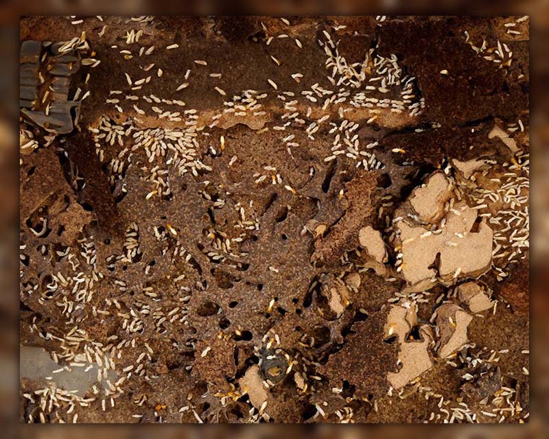 What Do Termite Holes Look Like 