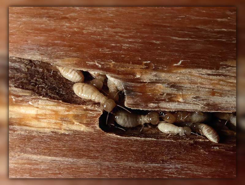What Do Termite Holes Look Like 