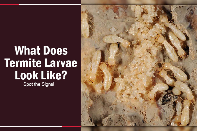 What Does Termite Larvae Look Like 